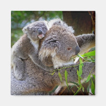 Cute Koalas Refrigerator Magnet