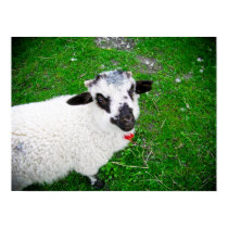 Cute lamb poster posters