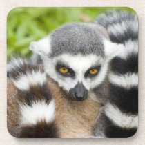 Cute Lemur Stripey Tail Coasters