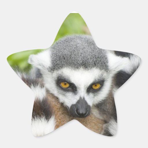 Cute Lemur Stripey Tail Stickers