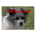makara, dog, doggie, dogs, cute, fun, funny, any