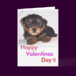cute lil puppy, Valentines, Day, Happy, !, !