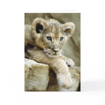 Cute Lion Cub cards by alternateworlds Cute Lion Cub cards