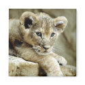 Cute Lion Cub magnets by alternateworlds Cute Lion Cub magnets