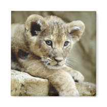 Cute Lion Cub magnets by alternateworlds Cute Lion Cub magnets
