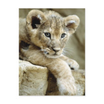 Cute Lion Cub postcards by alternateworlds Cute Lion Cub postcards