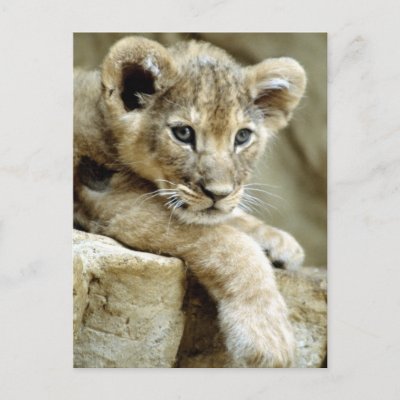 Cute Lion Cub Postcards by