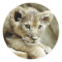 Cute Lion Cub stickers by alternateworlds Cute Lion Cub stickers