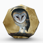 Cute little Barn Owl fantasy awards