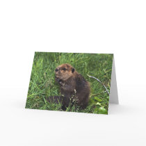 Cute Little Beaver Greeting Card