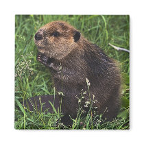 Cute Little Beaver Refrigerator Magnet