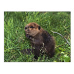 Cute Little Beaver Post Cards