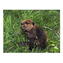 Cute Little Beaver Post Cards