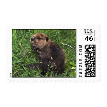Cute Little Beaver Postage Stamps