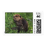Cute Little Beaver postage