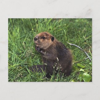 Cute Little Beaver Post Cards