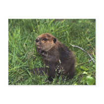 Cute Little Beaver postcards