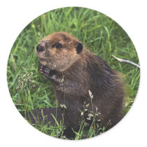 Cute Little Beaver Sticker