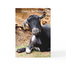 CUTE LITTLE GOAT CARDS