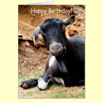 CUTE LITTLE GOAT cards