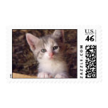 Cute Little Kitty Stamp