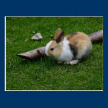 Cute little rabbit postcards