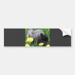 CUTE LITTLE RABBITS BUNNIES DANDELION GRASS NATURE BUMPER STICKER