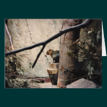 Cute Little Squirrel cards