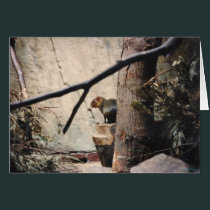 Cute Little Squirrel cards