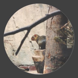 Cute Little Squirrel