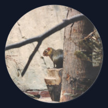 Cute Little Squirrel stickers by iggymak Cute Little Squirrel stickers