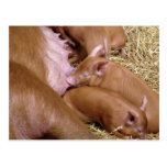 Cute Little Tamworth Piglet - Pig Photography postcards