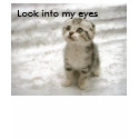 Cute looking kitty t-shirts