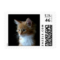 Cute Maine Coon kitten postage stamps