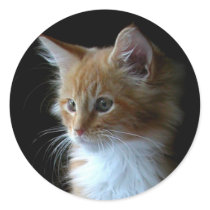 Cute Maine Coon kitten sticker
