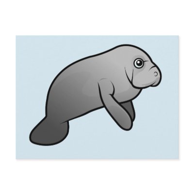 cute manatee