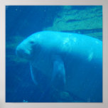 Cute Manatee Poster