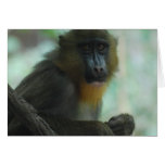 Cute Mandrill Greeting Cards