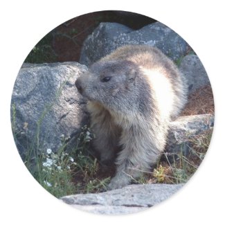 Cute marmot Switzerland sticker
