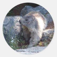 Cute marmot Switzerland Sticker