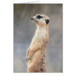 Cute Meerkat  Greeting Card