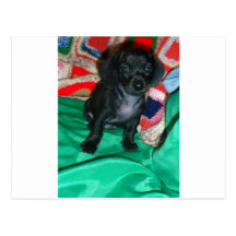 Cute Mini Dachsund Puppie "Anchor" Postcards