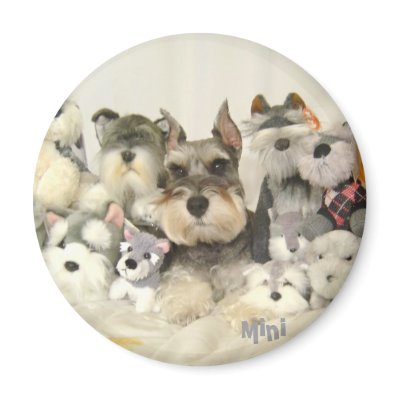 CUTE Mini Schnauzer Magnet by AngelaMini