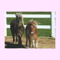 Cute Miniature Horse Stretched Canvas Print canvas prints