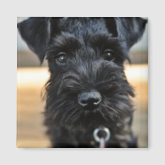 Cutest Miniature Schnauzer