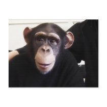 Cute monkey postcard