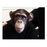 Cute monkey postcard
