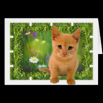 Cute orange Kitten cards