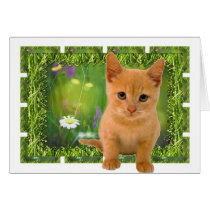 Cute orange Kitten cards