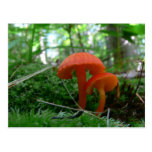Cute Orange Mushrooms Post Card